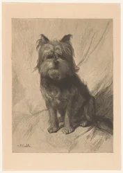Holländischer Smoushund
