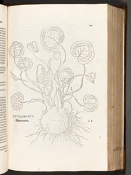 BT3.267.5 S.51 Alpenveilchen, Illustration aus De historia stirpium commentarii insignes von Leonhart Fuchs, 1542