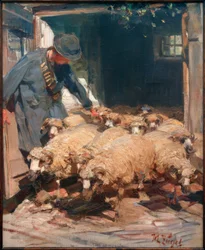 Schäfer lässt Schafe aus dem Stall