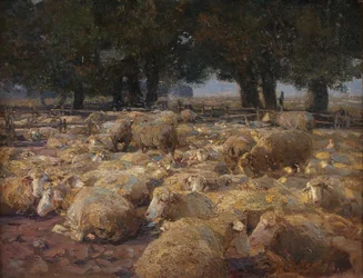 Schafpark (Heidemoor)