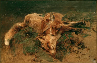 Zwei Füchse