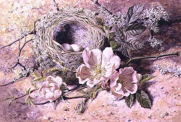 Blüte und Vogelnest