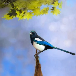 Balancehalter