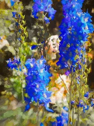 Blaue Rittersporne