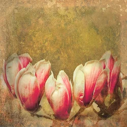 Vintage Magnolie, 2019