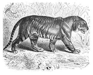 Bengalischer Tiger, ca. 1900