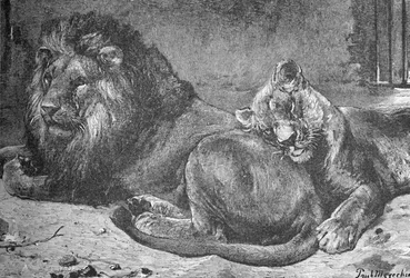 Löwe und Löwin, ca. 1900