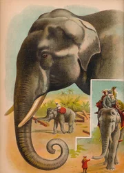 Der Elefant, ca. 1900