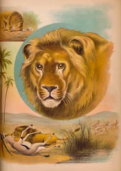 Der Löwe, um 1900