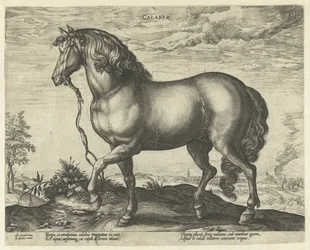 Pferd aus Kalabrien