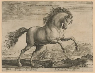 Wildes Pferd