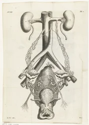 Anatomische Abbildung der weiblichen Geschlechtsorgane und der Nieren (Buchillustration)