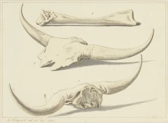 Fossile Knochen eines Auerochsen, gefunden während der Überschwemmung, 1809