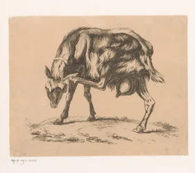 Ziege, die sich am Kopf kratzt