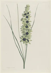 Afrikanische Iris (Ixia maculata viridis)