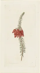 Blumen (Erica Mammosa)
