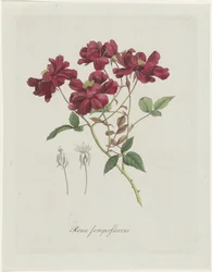 Chinesische Rose (Rosa chinensis Jacq.)