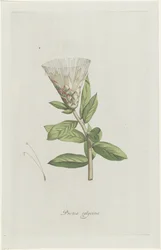 Protea calycina