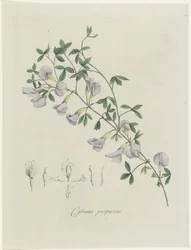 Purpur-Ginster