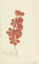Tritonia Crocata (Flammen-Freesie)