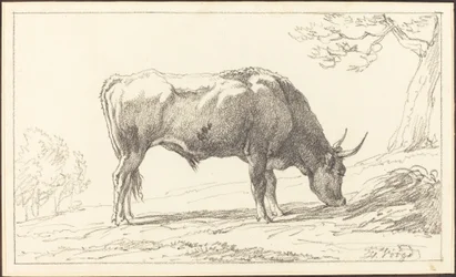Ein junger Stier beim Grasen