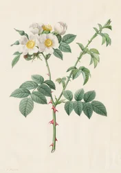 Heckenrose oder Hundsrose Rosa Leucantha, 1817-1824