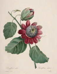 Choix des plus belles fleurs...plus beaux fruits: Passiflore ailee, 1827