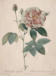 Les Roses: Rosa Gallica, 1817-1824