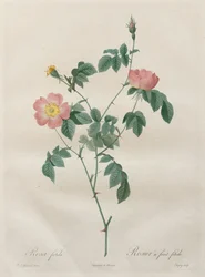 Die Rosen: Rosa indica, 1817-1824