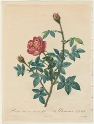 Moosrose, 1817-1824