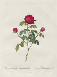 Provence- oder Französische Rose, 1817-1824