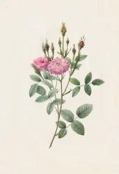 Rosa Pomponiana Muscosa, 1817-1824