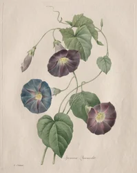 Sternwinde, 1827