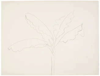 Bananenbaum (Tahiti)