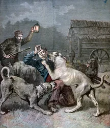Ein Verbrecher wird von drei großen Hunden angegriffen, 1891