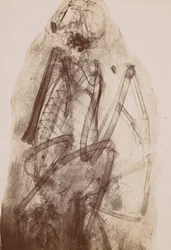[Röntgenaufnahme der Mumie eines Raubvogels], 1896