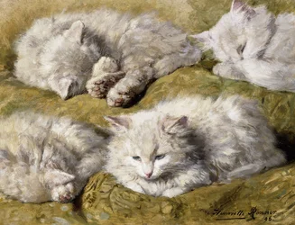 Studien einer langhaarigen weißen Katze, 1896