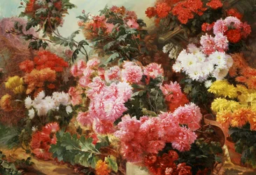 Chrysanthemen multicolores