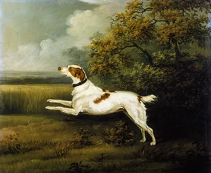 Ein Springer Spaniel in einer Landschaft