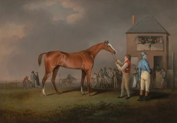 Quiz, nach seinem letzten Rennen in Newmarket