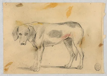 Studien von zwei Windhunden