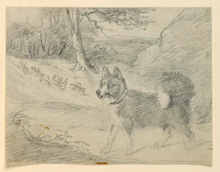 Studie eines Elchhundes
