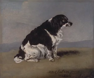 Der Spaniel der Herzogin von York