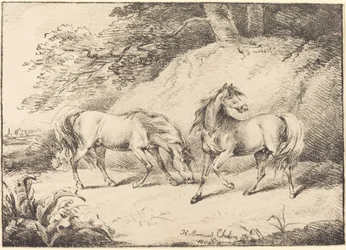 Wilde Pferde