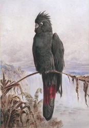 Australischer Rotsteißkakadu