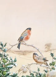 Winterszene mit Buchfink und Stechpalme