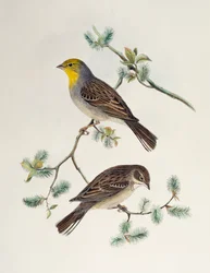 Emberiza cinerea, aus Birds of Asia
