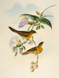 Rotbauch-Babbler (Dumetia hyperythra), Lithographie aus Birds of Asia