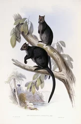 Baumkänguru