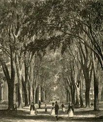 Die New-Haven Ulmen, 1874